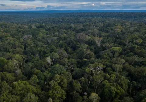 Selva-tropical.-Foto_-Bloomberg